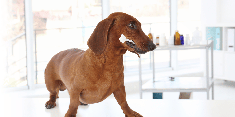 dachshund on a table at the vets