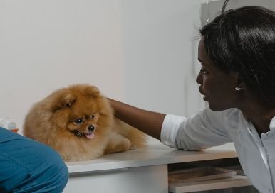 Pomeranian at the vet clinic