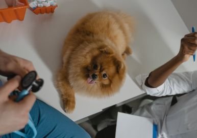 Pomeranian at the vet