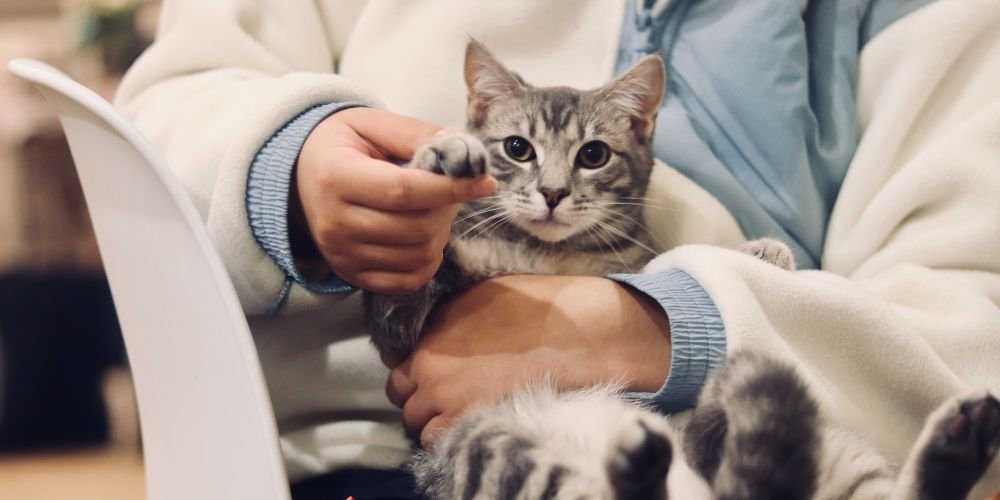 Cat at the vet clinic