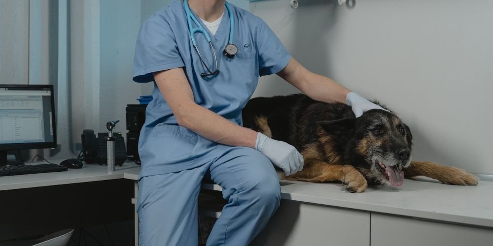 German Shepherd at the vets