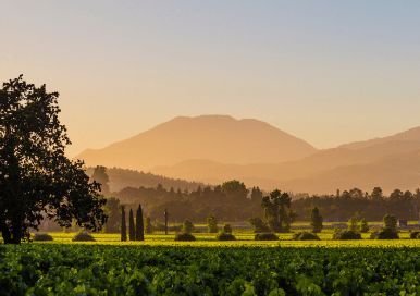 vineyard in napa valley california