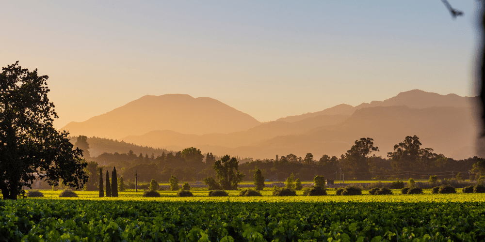 Vineyard in Napa Valley