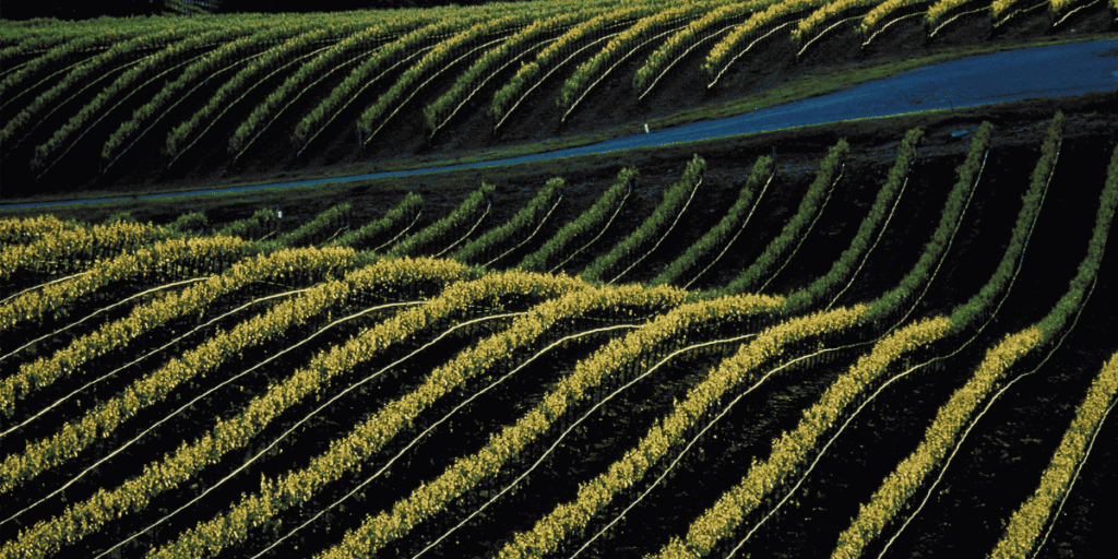 Vineyard California