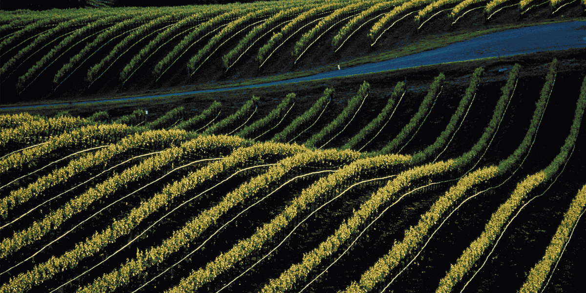Vineyard California